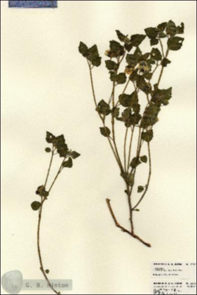 URN_catalog_HBHinton_herbarium_22832.jpg.jpg