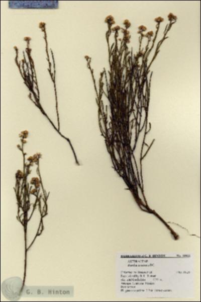 URN_catalog_HBHinton_herbarium_18933.jpg.jpg