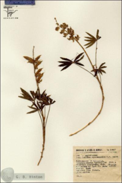 URN_catalog_HBHinton_herbarium_13687.jpg.jpg