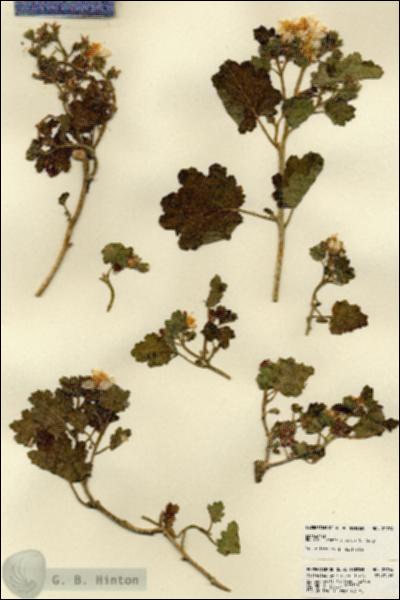 URN_catalog_HBHinton_herbarium_22764.jpg.jpg