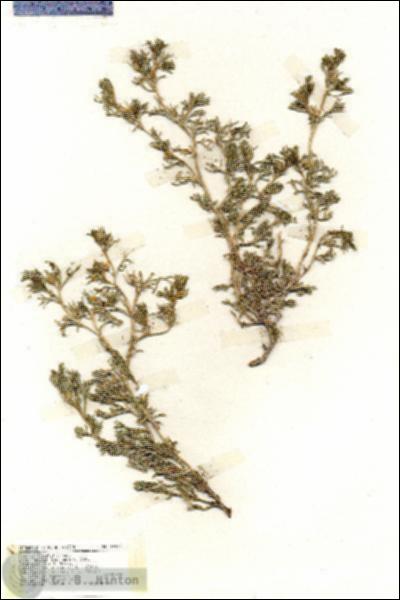 URN_catalog_HBHinton_herbarium_19429.jpg.jpg