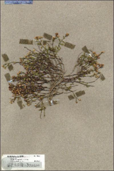 URN_catalog_HBHinton_herbarium_19822.jpg.jpg