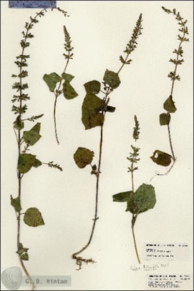 URN_catalog_HBHinton_herbarium_21364.jpg.jpg