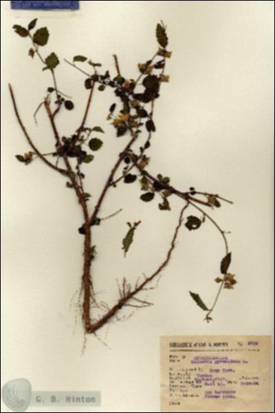 URN_catalog_HBHinton_herbarium_5622.jpg.jpg