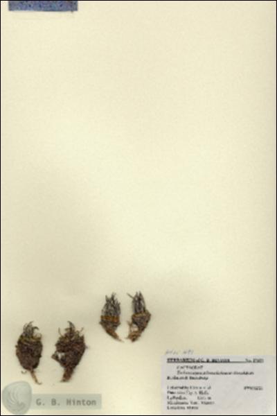 URN_catalog_HBHinton_herbarium_27321.jpg.jpg