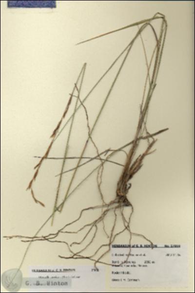 URN_catalog_HBHinton_herbarium_27810.jpg.jpg