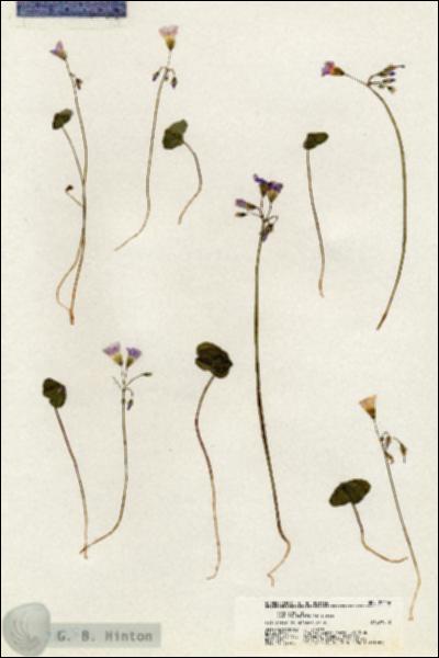 URN_catalog_HBHinton_herbarium_20256.jpg.jpg
