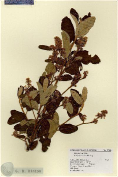 URN_catalog_HBHinton_herbarium_17548.jpg.jpg