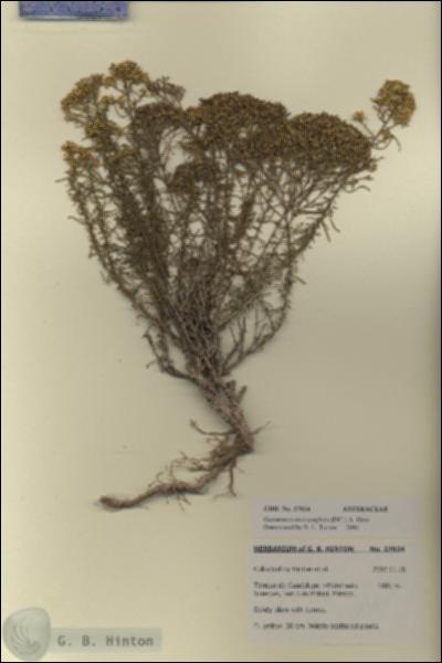 URN_catalog_HBHinton_herbarium_27824.jpg.jpg