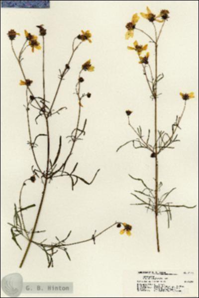 URN_catalog_HBHinton_herbarium_21708.jpg.jpg