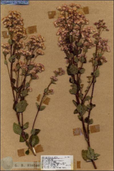 URN_catalog_HBHinton_herbarium_17882.jpg.jpg