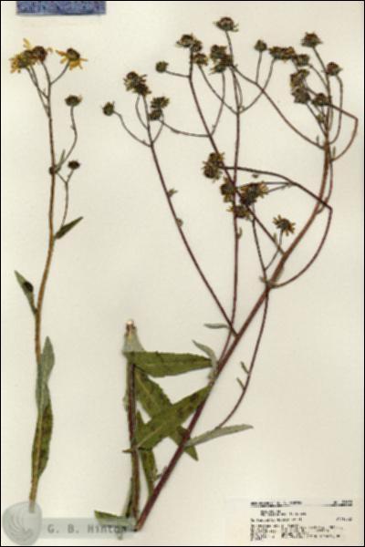 URN_catalog_HBHinton_herbarium_21655.jpg.jpg