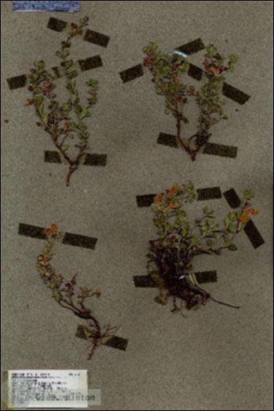 URN_catalog_HBHinton_herbarium_17351.jpg.jpg