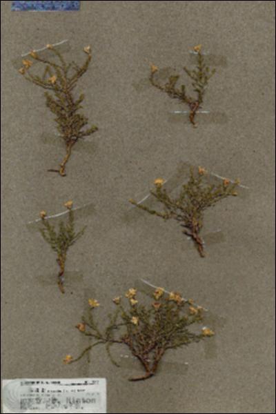 URN_catalog_HBHinton_herbarium_19857.jpg.jpg