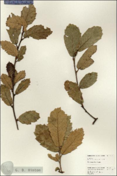 URN_catalog_HBHinton_herbarium_25071.jpg.jpg