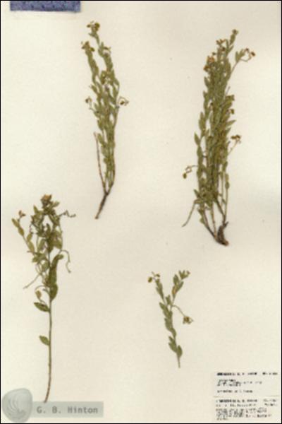 URN_catalog_HBHinton_herbarium_24264.jpg.jpg