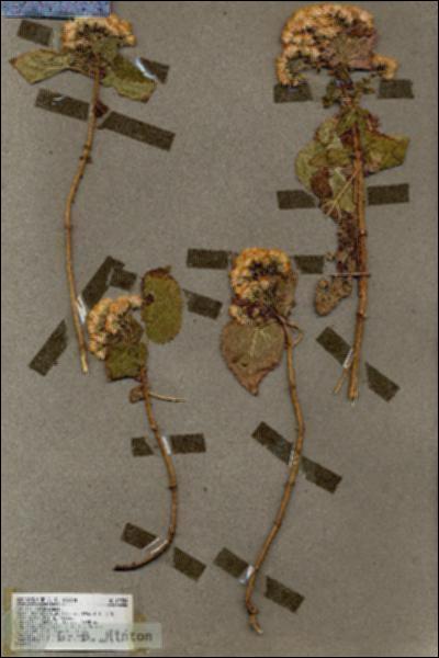 URN_catalog_HBHinton_herbarium_19354.jpg.jpg
