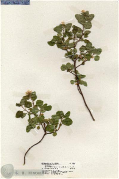 URN_catalog_HBHinton_herbarium_19928.jpg.jpg