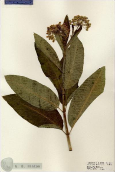 URN_catalog_HBHinton_herbarium_24540.jpg.jpg