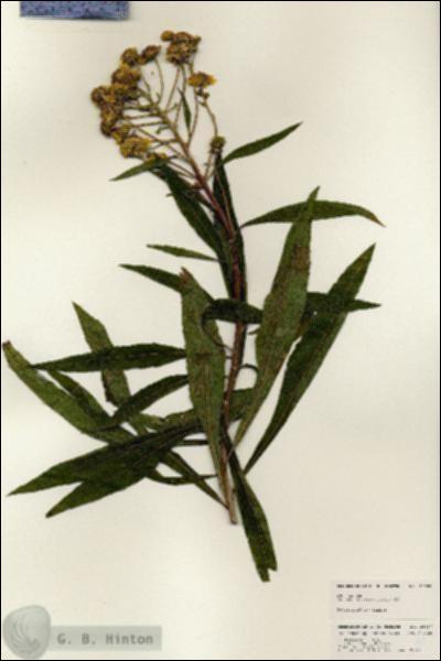URN_catalog_HBHinton_herbarium_25057.jpg.jpg
