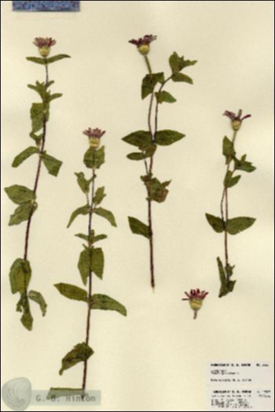 URN_catalog_HBHinton_herbarium_23327.jpg.jpg