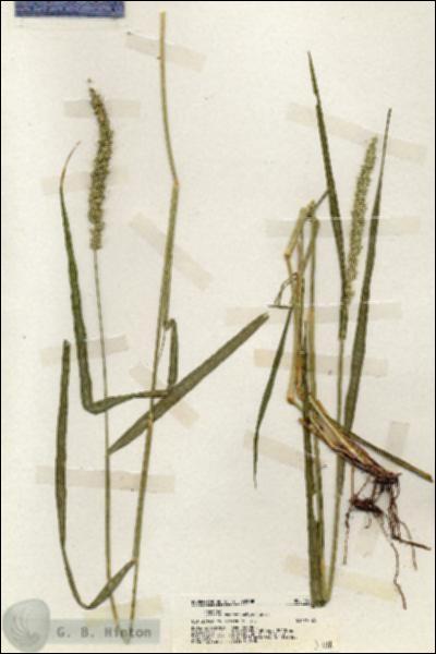 URN_catalog_HBHinton_herbarium_19774.jpg.jpg