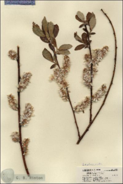 URN_catalog_HBHinton_herbarium_18202.jpg.jpg