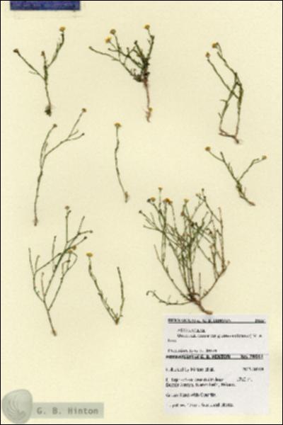 URN_catalog_HBHinton_herbarium_28661.jpg.jpg
