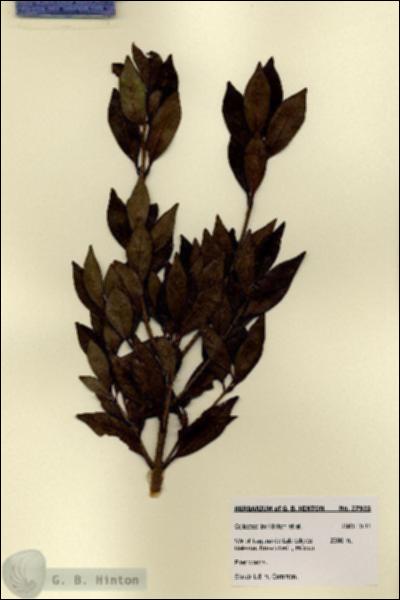 URN_catalog_HBHinton_herbarium_27925.jpg.jpg