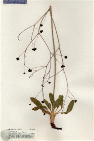 URN_catalog_HBHinton_herbarium_20432.jpg.jpg