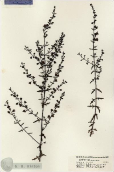 URN_catalog_HBHinton_herbarium_21331.jpg.jpg