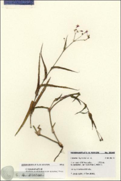 URN_catalog_HBHinton_herbarium_28546.jpg.jpg