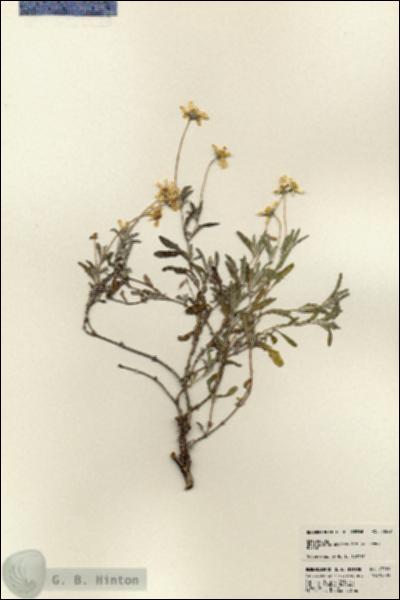 URN_catalog_HBHinton_herbarium_23529.jpg.jpg