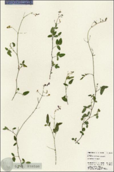 URN_catalog_HBHinton_herbarium_24576.jpg.jpg