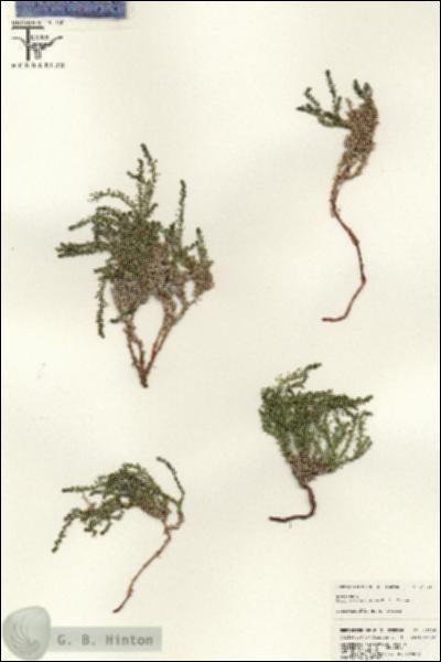 URN_catalog_HBHinton_herbarium_25526.jpg.jpg