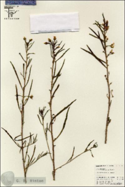 URN_catalog_HBHinton_herbarium_25659.jpg.jpg