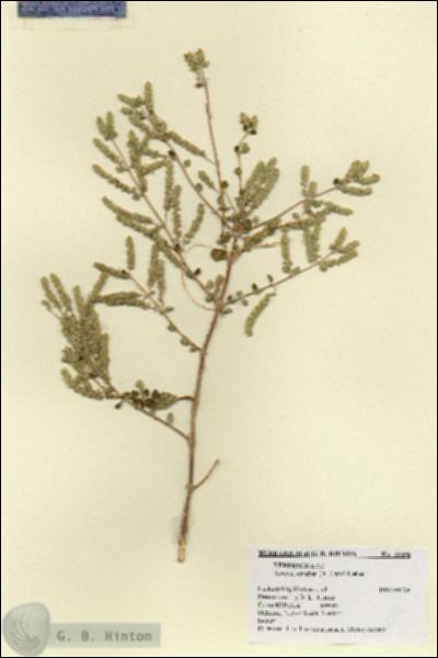 URN_catalog_HBHinton_herbarium_18596.jpg.jpg