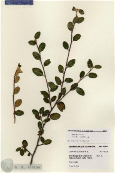 URN_catalog_HBHinton_herbarium_28071.jpg.jpg