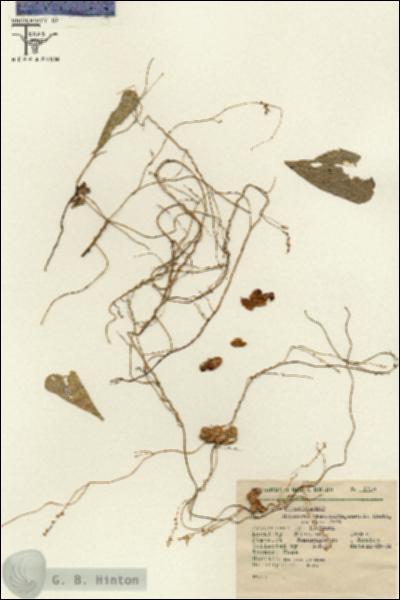 URN_catalog_HBHinton_herbarium_2716.jpg.jpg