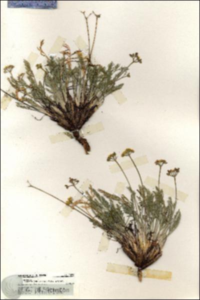 URN_catalog_HBHinton_herbarium_20234.jpg.jpg