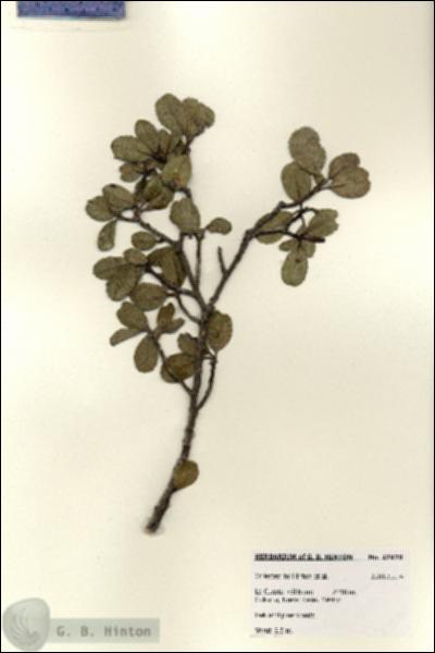 URN_catalog_HBHinton_herbarium_27970.jpg.jpg
