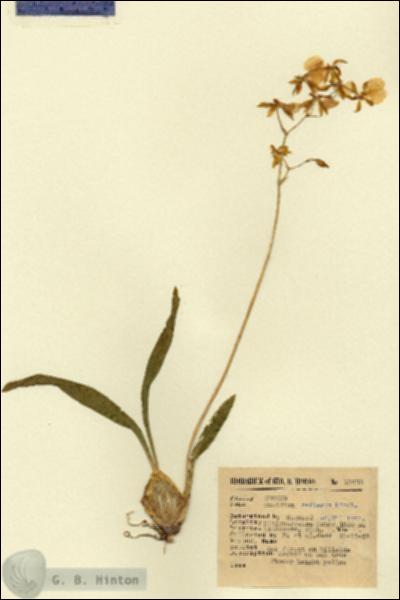 URN_catalog_HBHinton_herbarium_13438.jpg.jpg