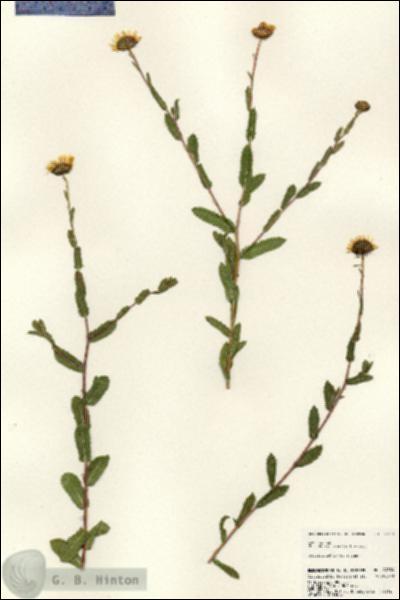 URN_catalog_HBHinton_herbarium_24524.jpg.jpg