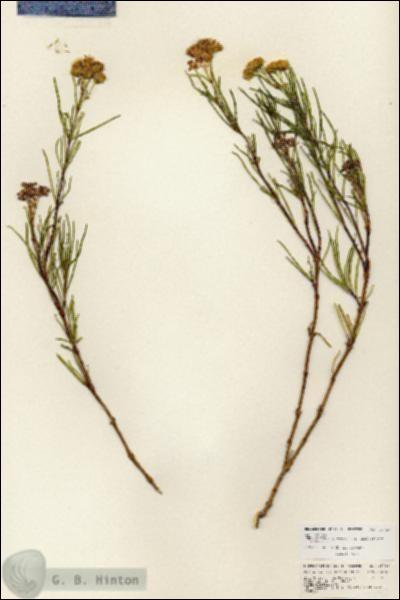 URN_catalog_HBHinton_herbarium_25721.jpg.jpg