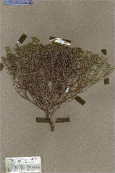 URN_catalog_HBHinton_herbarium_19546.jpg.jpg