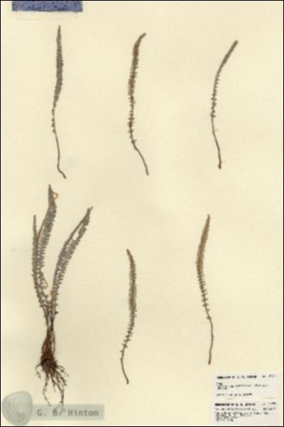 URN_catalog_HBHinton_herbarium_21777.jpg.jpg