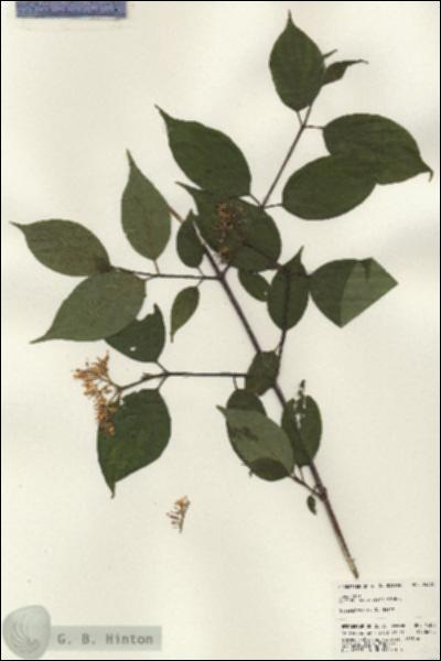URN_catalog_HBHinton_herbarium_24306.jpg.jpg