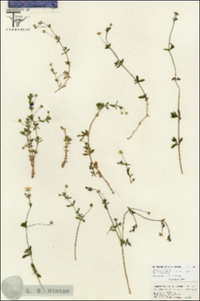 URN_catalog_HBHinton_herbarium_26802.jpg.jpg