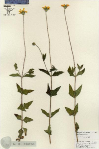 URN_catalog_HBHinton_herbarium_25872.jpg.jpg