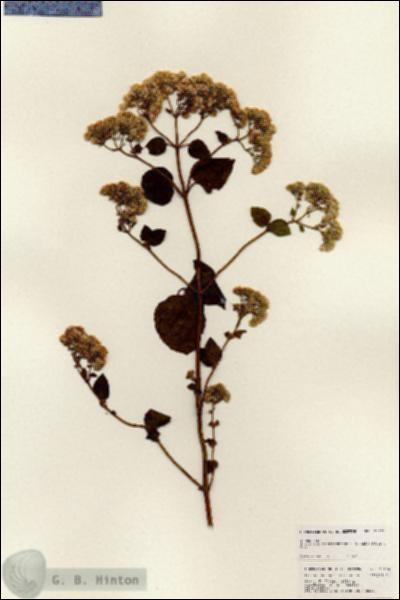 URN_catalog_HBHinton_herbarium_25176.jpg.jpg
